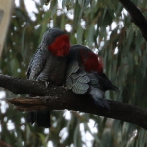 Callocephalon fimbriatum at Acton, ACT - suppressed