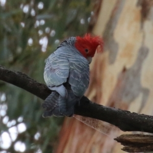 Callocephalon fimbriatum at Acton, ACT - 22 Apr 2021