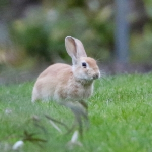 Oryctolagus cuniculus at Acton, ACT - 22 Apr 2021