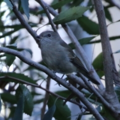 Pachycephala pectoralis (Golden Whistler) at ANBG - 22 Apr 2021 by RodDeb