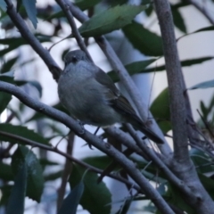 Pachycephala pectoralis at Acton, ACT - 22 Apr 2021