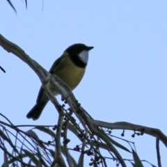 Pachycephala pectoralis (Golden Whistler) at ANBG - 22 Apr 2021 by RodDeb