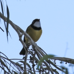 Pachycephala pectoralis at Acton, ACT - 22 Apr 2021