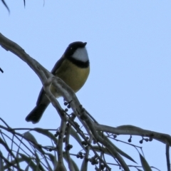 Pachycephala pectoralis at Acton, ACT - 22 Apr 2021