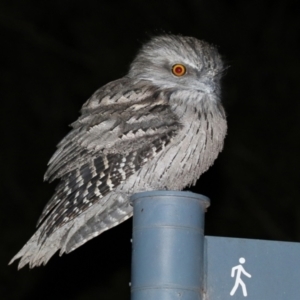 Podargus strigoides at Acton, ACT - 22 Apr 2021