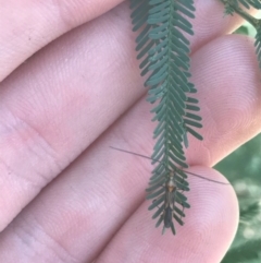 Rayieria acaciae (Acacia-spotting bug) at Mount Ainslie - 7 Apr 2021 by Tapirlord