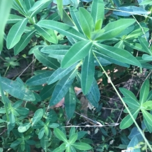 Euphorbia oblongata at Ainslie, ACT - 7 Apr 2021 02:09 PM