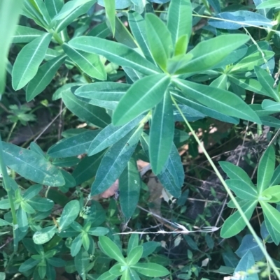 Euphorbia oblongata (Egg-leaf Spurge) at Mount Ainslie - 7 Apr 2021 by Tapirlord