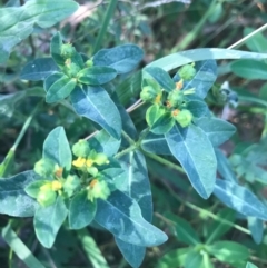 Euphorbia oblongata at Ainslie, ACT - 7 Apr 2021