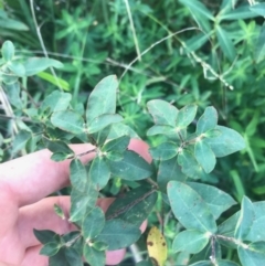 Euphorbia oblongata at Ainslie, ACT - 7 Apr 2021