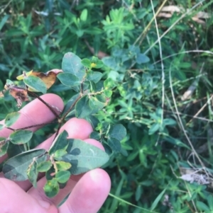 Euphorbia oblongata at Ainslie, ACT - 7 Apr 2021