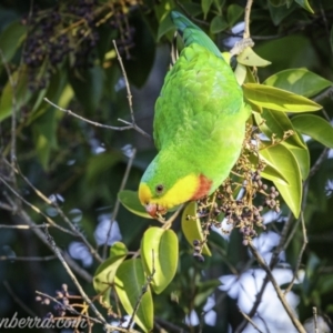 Polytelis swainsonii at Hughes, ACT - 23 Apr 2021