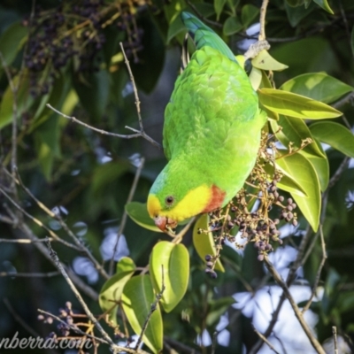 Polytelis swainsonii (Superb Parrot) at Hughes, ACT - 23 Apr 2021 by BIrdsinCanberra