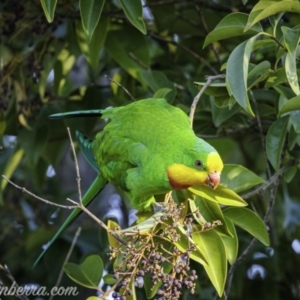 Polytelis swainsonii at Hughes, ACT - 23 Apr 2021