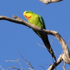 Polytelis swainsonii (Superb Parrot) at Red Hill to Yarralumla Creek - 23 Apr 2021 by JackyF