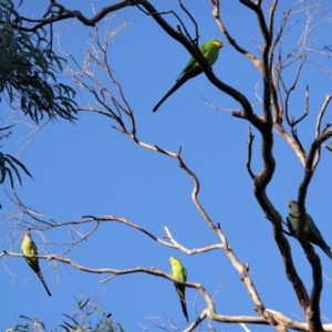 Polytelis swainsonii at Hughes, ACT - 23 Apr 2021