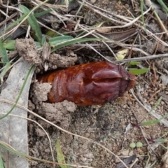 Hepialidae (family) (Unidentified Swift or Ghost Moth) at Red Hill to Yarralumla Creek - 22 Apr 2021 by JackyF