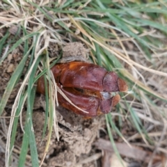 Hepialidae (family) at Hughes, ACT - 22 Apr 2021