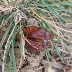 Hepialidae sp. (family) at Hughes, ACT - 22 Apr 2021