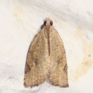 Meritastis (genus) at Melba, ACT - 20 Apr 2021