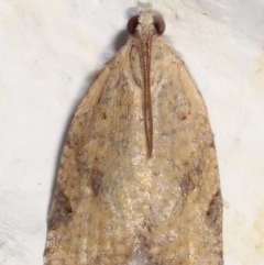 Meritastis (genus) at Melba, ACT - 20 Apr 2021