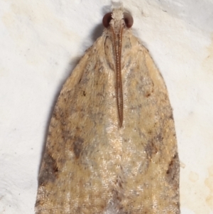 Meritastis (genus) at Melba, ACT - 20 Apr 2021