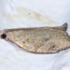 Meritastis (genus) at Melba, ACT - 20 Apr 2021