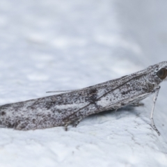 Homoeosoma vagella at Melba, ACT - 20 Apr 2021