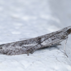 Homoeosoma vagella at Melba, ACT - 20 Apr 2021 11:08 PM