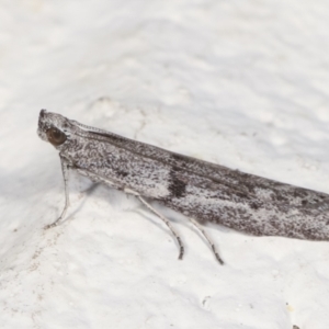 Homoeosoma vagella at Melba, ACT - 20 Apr 2021 11:08 PM