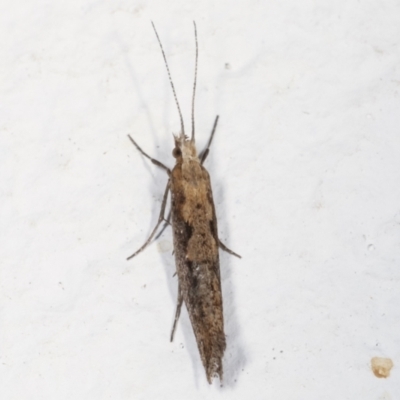 Plutella xylostella (Diamondback Moth) at Melba, ACT - 20 Apr 2021 by kasiaaus