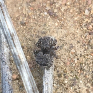 Maratus vespertilio at Majura, ACT - 20 Apr 2021