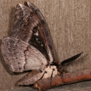 Chelepteryx collesi at Melba, ACT - 21 Apr 2021