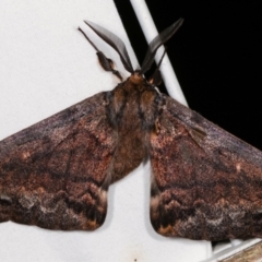 Chelepteryx collesi at Melba, ACT - 21 Apr 2021 10:20 PM