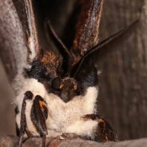 Chelepteryx collesi at Melba, ACT - 21 Apr 2021