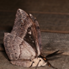 Chelepteryx collesi at Melba, ACT - 21 Apr 2021