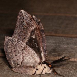 Chelepteryx collesi at Melba, ACT - 21 Apr 2021