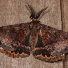 Chelepteryx collesi at Melba, ACT - 21 Apr 2021