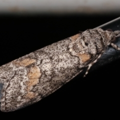 Smyriodes undescribed species nr aplectaria at Melba, ACT - 22 Apr 2021 by kasiaaus