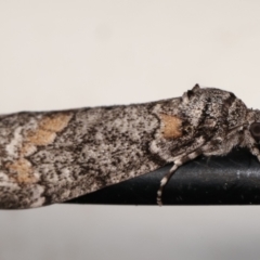 Smyriodes undescribed species nr aplectaria at Melba, ACT - 22 Apr 2021 10:00 PM