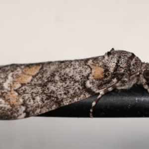 Smyriodes undescribed species nr aplectaria at Melba, ACT - 22 Apr 2021