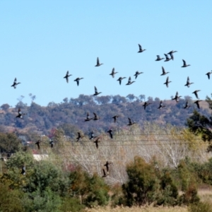 Spatula rhynchotis at Fyshwick, ACT - 23 Apr 2021