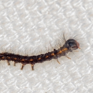 Lepidoptera unclassified IMMATURE moth at Melba, ACT - 15 Jan 2021