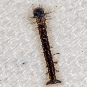 Lepidoptera unclassified IMMATURE moth at Melba, ACT - 15 Jan 2021