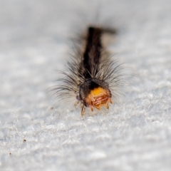 Lepidoptera unclassified IMMATURE moth at Melba, ACT - 15 Jan 2021