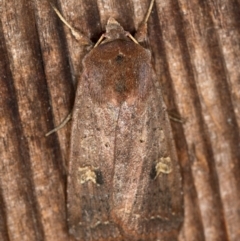 Diarsia intermixta (Chevron Cutworm, Orange Peel Moth.) at Melba, ACT - 15 Jan 2021 by Bron