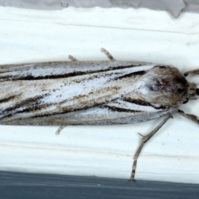 Ciampa arietaria (Brown Pasture Looper Moth) at Ainslie, ACT - 16 Apr 2021 by jb2602