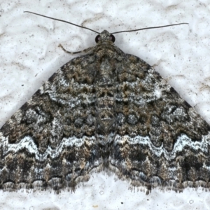 Chrysolarentia gypsomela at Ainslie, ACT - 16 Apr 2021 10:29 PM