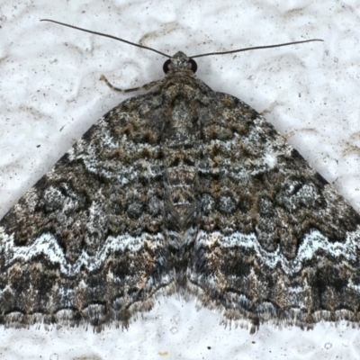 Chrysolarentia gypsomela (Gypsum Carpet) at Ainslie, ACT - 16 Apr 2021 by jbromilow50