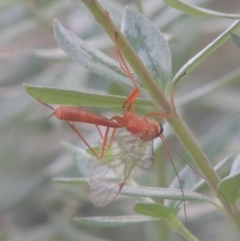 Netelia sp. (genus) (An Ichneumon wasp) at Pollinator-friendly garden Conder - 21 Feb 2021 by michaelb